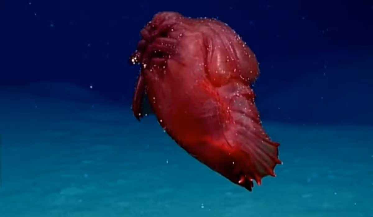 Can canh 5 loai dong vat ky la nhat duoc tim thay o Nam Cuc-Hinh-3