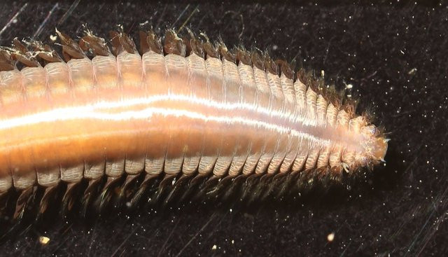 Can canh 5 loai dong vat ky la nhat duoc tim thay o Nam Cuc-Hinh-4