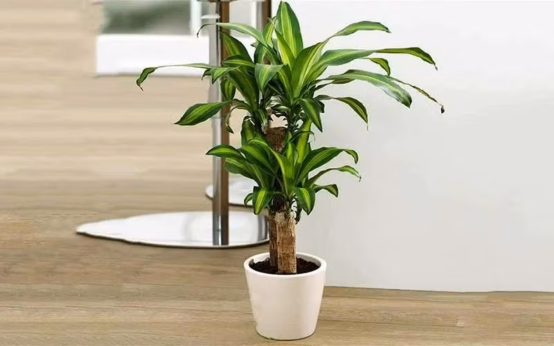 2. Cây thiết mộc lan. Cây thiết mộc lan còn được gọi là cây phát tài khúc hay cây phất dụ thơm, là loại cây cảnh thân gỗ, nhiều lá có nguồn gốc từ Tây Phi. Điểm độc đáo ở loại cây này chính là khi bị cắt ngang, chồi non sẽ mọc nhiều xung quanh vị trí cắt.