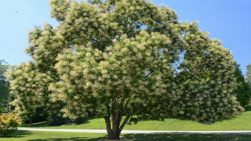 3. Cây hoè. Cây hòe thường được trồng ở trước nhà, bởi nó mang nhiều ý nghĩa phong thủy. Vừa có bóng mát cho nhà cửa, vừa có thể giúp gia chủ có nhiều may mắn hơn.