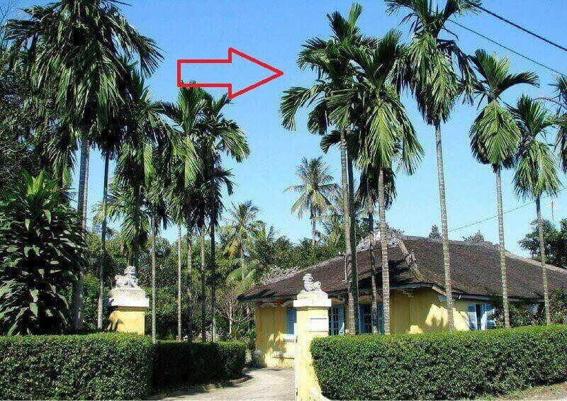 4. Cây cau cảnh. Cây cau cảnh góp phần tạo cho ngôi nhà của bạn một nét đẹp quyền uy, sang trọng. Cau cảnh mang ý nghĩa phong thủy đem lại may mắn, tài lộc.