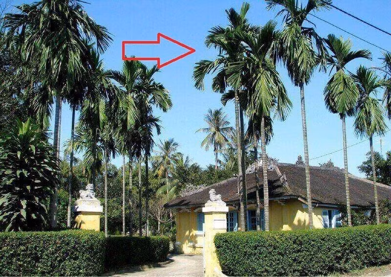 4. Cây cau cảnh. Cây cau cảnh góp phần tạo cho ngôi nhà của bạn một nét đẹp quyền uy, sang trọng. Cau cảnh mang ý nghĩa phong thủy đem lại may mắn, tài lộc.