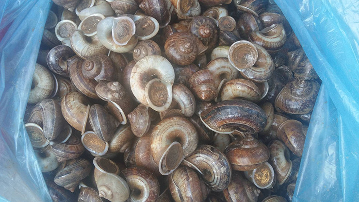 Trên thị trường, ốc núi được bán với giá 90.000-150.000 đồng/kg tùy thời điểm