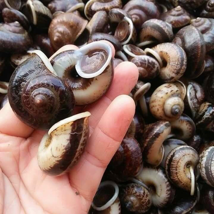 Đi săn ốc núi phải chuẩn bị đèn pin thật sáng và phải khom mình sát đất mới nhận biết được ốc núi, vì màu sắc của chúng giống như màu của đá rất khó phát hiện vào ban đêm.