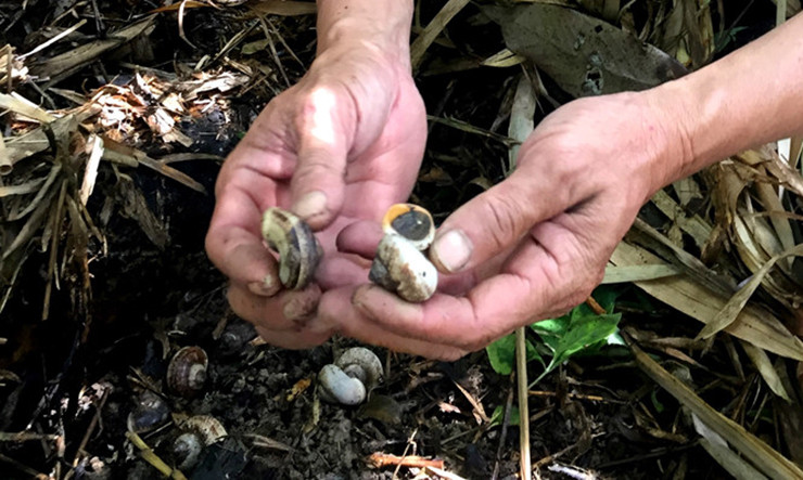 Việc bắt ốc núi cũng không hề dễ dàng vì trời tối, mưa ẩm ướt dễ bị trơn, trượt ngã, ngoài ra đá lởm chởm sắc nhọn nên phải chuẩn bị cả cây gậy để chống đỡ