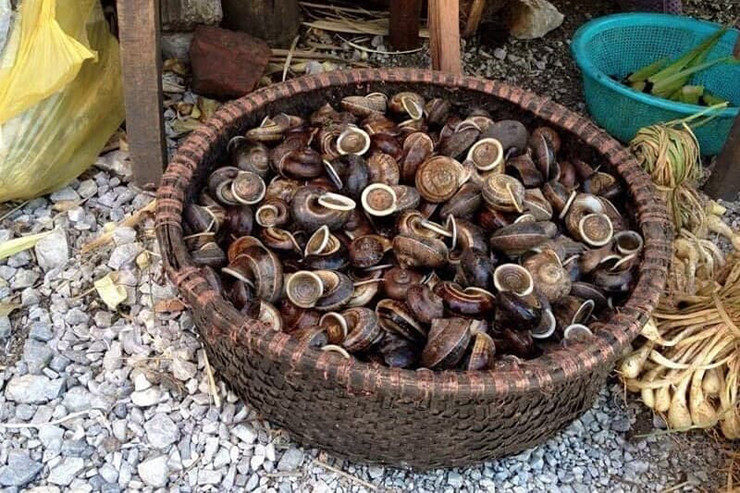 Một người có kinh nghiệm "săn" ốc núi có thể bắt được trên dưới 10kg ốc/đêm với thu nhập từ 800.000 đến trên 1 triệu đồng/đêm.