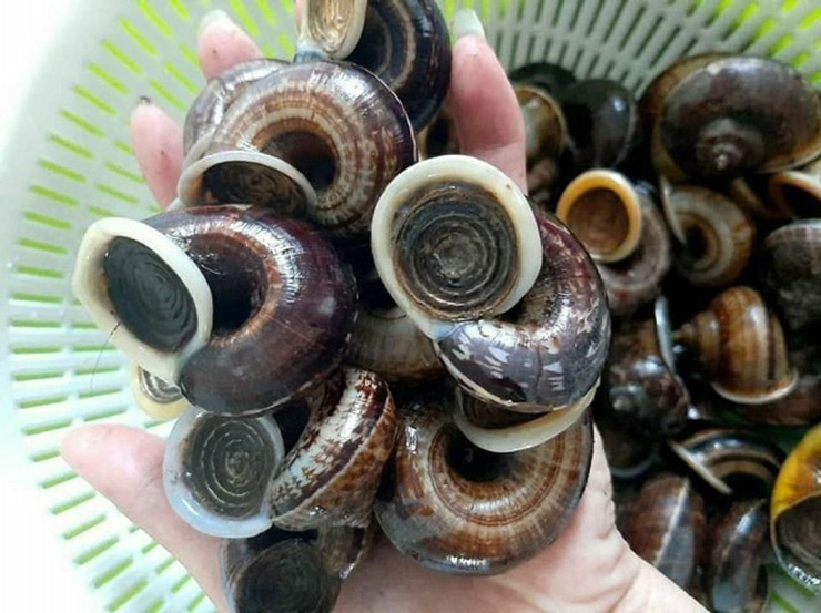 Với những người lần đầu thấy con ốc núi thì có phần e dè, kinh hãi do nghĩ rằng đây là một loài động vật thân mềm có chất nhầy rất kinh dị tạo cho con người ta cảm giác sợ hãi. Thế nhưng, khi ăn thử thì sẽ rất ghiền