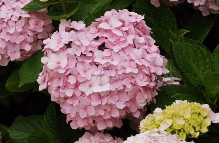 Sinh vao 6 ngay Am lich nay, hop duyen kinh doanh-Hinh-2