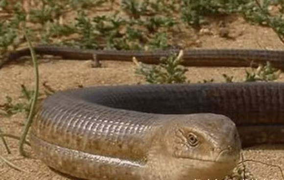 Con vat giong 'ran', se vo tan nhu thuy tinh khi gap ke thu-Hinh-2