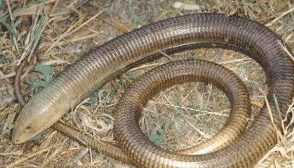 Con vat giong 'ran', se vo tan nhu thuy tinh khi gap ke thu-Hinh-3