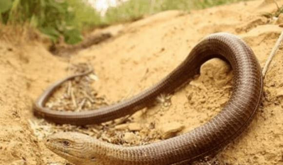 Con vat giong 'ran', se vo tan nhu thuy tinh khi gap ke thu