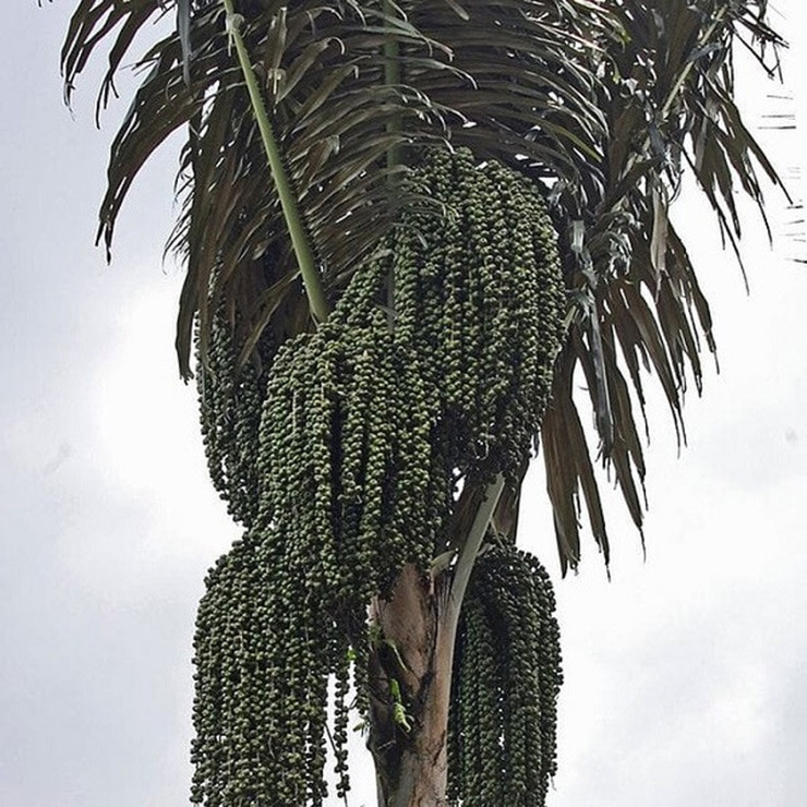 Cây nào cây nấy đều cho những buồng quả chi chít, xanh mướt, căng tròn.