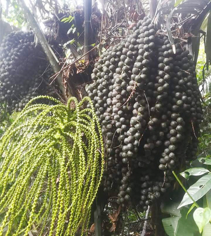 Cây đác mất 10 năm trưởng thành mới cho trái. Sau khi thu hoạch trái, lại phải chờ thêm ba năm để cây cho lứa trái tiếp theo.