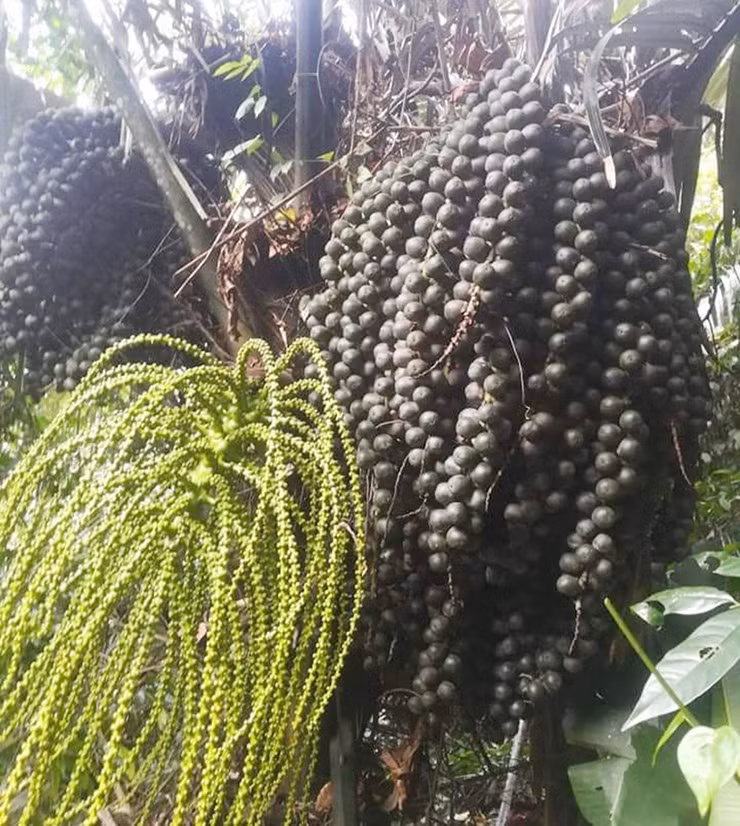 Cây đác mất 10 năm trưởng thành mới cho trái. Sau khi thu hoạch trái, lại phải chờ thêm ba năm để cây cho lứa trái tiếp theo.