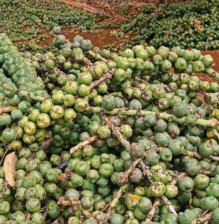 Ở Việt Nam, đác mọc nhiều trong rừng sâu ở Khánh Hòa, Phú Yên. Các chân núi ẩm thuộc Cao Bằng, Lạng Sơn cũng có đác.