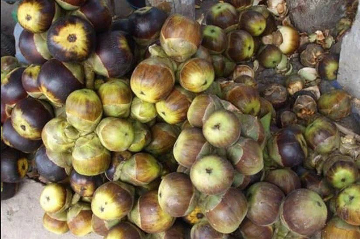 Thứ quả này giờ đây được ví như món quà tinh túy từ thiên nhiên, không chỉ sạch mà còn bổ dưỡng