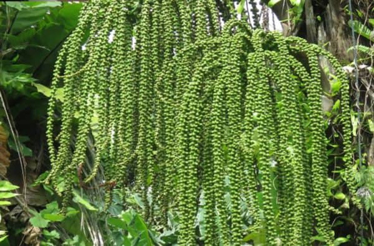 Cây này không được người dân mang về trồng, chúng lặng lẽ mọc ở các khu vực ẩm thấp sâu trong rừng