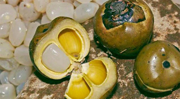 Chị em thi nhau mua hạt đác về rồi đem rim đường thành món đác rim thơm, đác rim chanh dây hay phối trộn với chè khoai dẻo, với bánh lọt, trân châu…