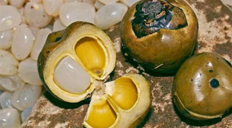 Chị em thi nhau mua hạt đác về rồi đem rim đường thành món đác rim thơm, đác rim chanh dây hay phối trộn với chè khoai dẻo, với bánh lọt, trân châu…