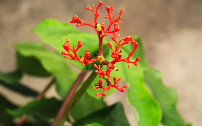 10 loai cay trong trong nha duoc tim kiem nhieu nhat nam 2022-Hinh-6