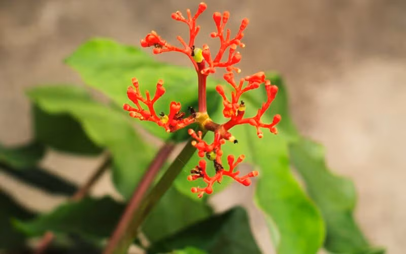 10 loai cay trong trong nha duoc tim kiem nhieu nhat nam 2022-Hinh-6