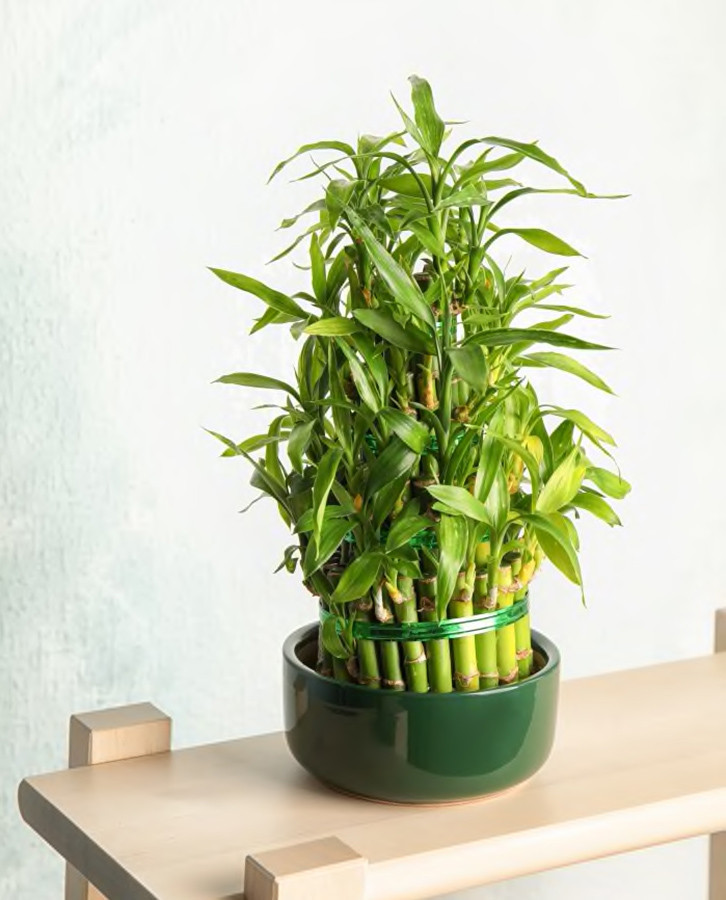 10 loai cay trong trong nha duoc tim kiem nhieu nhat nam 2022-Hinh-3