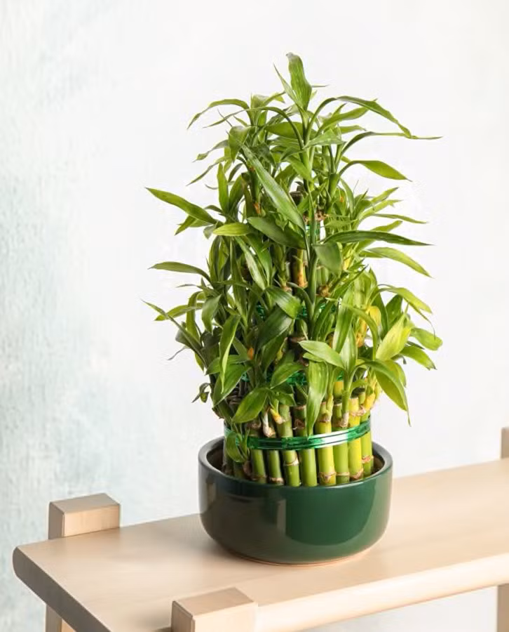 10 loai cay trong trong nha duoc tim kiem nhieu nhat nam 2022-Hinh-3