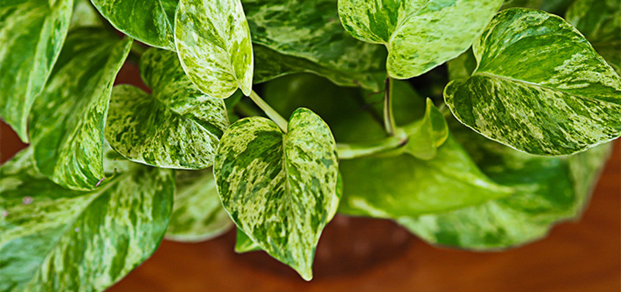 10 loai cay trong trong nha duoc tim kiem nhieu nhat nam 2022-Hinh-2