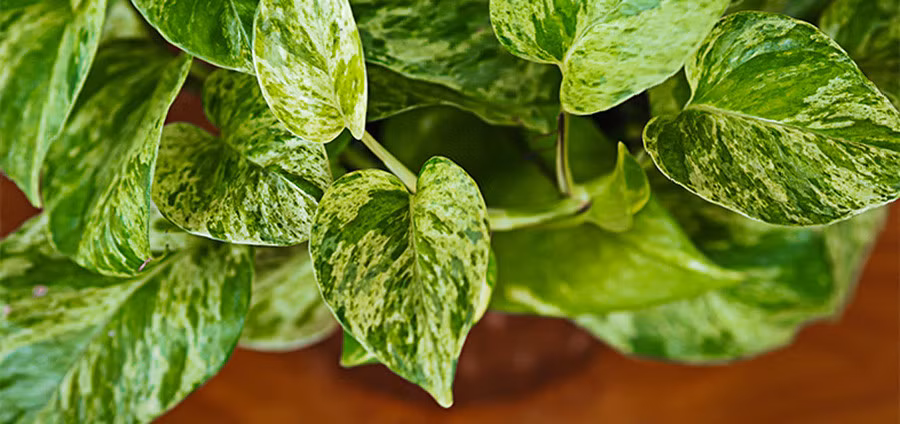 10 loai cay trong trong nha duoc tim kiem nhieu nhat nam 2022-Hinh-2