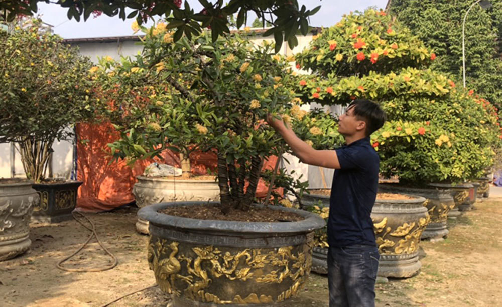 10 loài cây trồng trong nhà được tìm kiếm nhiều nhất năm 2022 ảnh 5