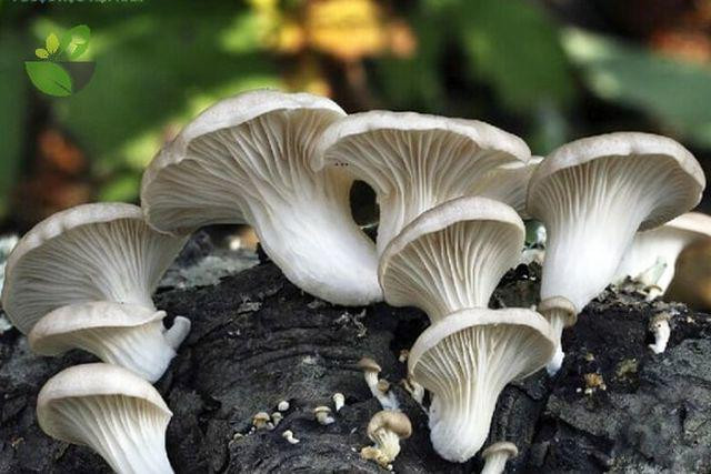 Loai thuc vat ngua ung thu cung nhieu benh nguy hiem-Hinh-2