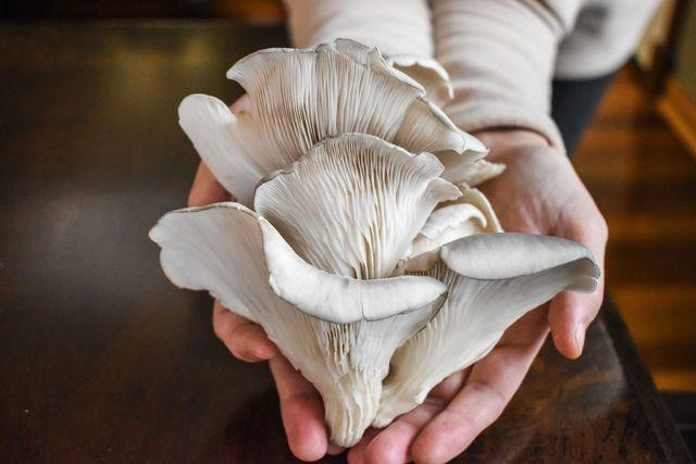 Loai thuc vat ngua ung thu cung nhieu benh nguy hiem