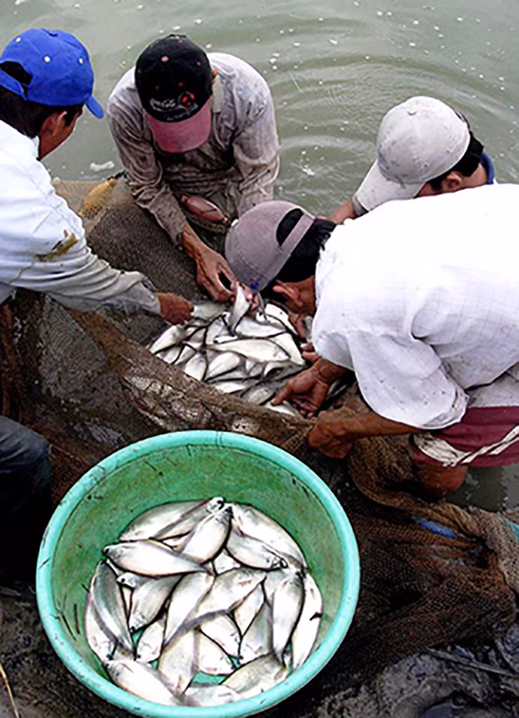 Loai ca xua khong ai them an nay ban 330.000 dong/kg-Hinh-3