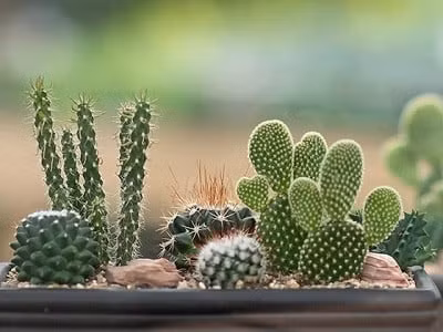 Do đó, gia chủ nên tránh để xương rồng trong nhà. Loại cây này chỉ nên trồng ở ngoài ban công hoặc săn thượng.