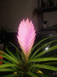 Cây có lá dài, nhọn. Một số cây cảnh có lá dài, nhọn như cây thuộc họ quyết đằng, họ cắt đằng đều mang âm khí, không thích hợp để trồng trong nhà. Chúng thường mang hung khí, dễ làm người sống trong nhà xảy ra cãi cọ, vướng vào chuyện tranh chấp, công việc làm ăn không thuận buồm xuôi gió. * Thông tin mang tính chất tham khảo, chiêm nghiệm.