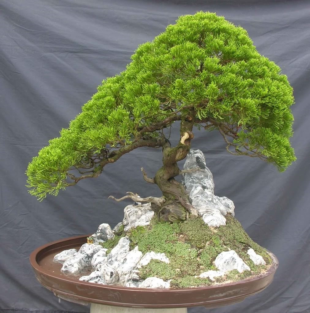 Cây bách bonsai. Cây bách bonsai có dáng đẹp tự nhiên nên được nhiều người yêu thích. Nếu chỉ xét về ngoại hình, đây là một loại cây cảnh đẹp. Tuy nhiên, theo phong thủy, gia chủ nên tránh đặt loại cây này trong nhà. Nguyên nhân là do từ xa xưa loại cây này thường được trồng ở phần mộ của những người đã khuất hoặc cạnh bia/miếu nên chúng thường gắn liền với sắc khí lạnh lẽo.