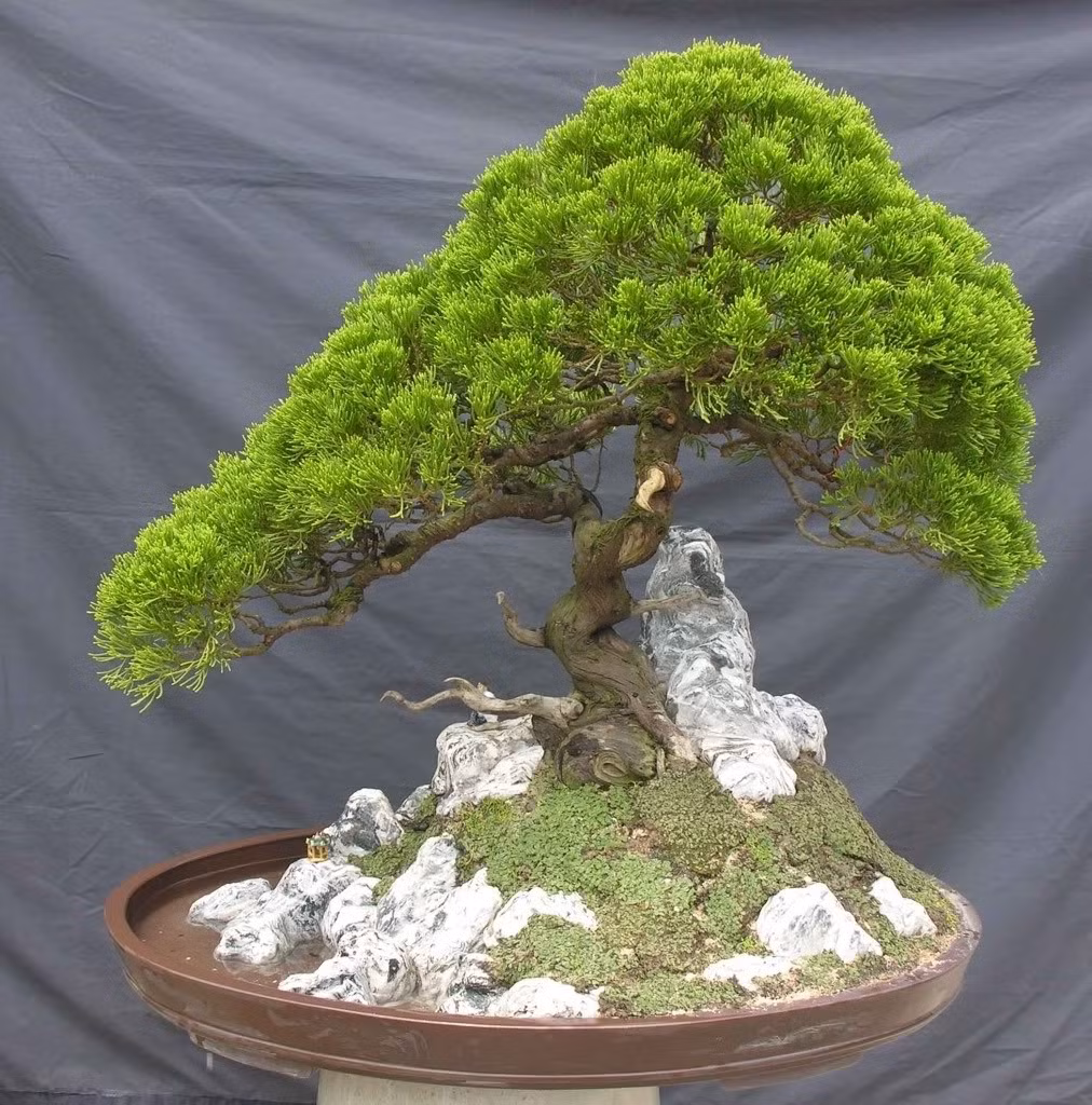 Cây bách bonsai. Cây bách bonsai có dáng đẹp tự nhiên nên được nhiều người yêu thích. Nếu chỉ xét về ngoại hình, đây là một loại cây cảnh đẹp. Tuy nhiên, theo phong thủy, gia chủ nên tránh đặt loại cây này trong nhà. Nguyên nhân là do từ xa xưa loại cây này thường được trồng ở phần mộ của những người đã khuất hoặc cạnh bia/miếu nên chúng thường gắn liền với sắc khí lạnh lẽo.