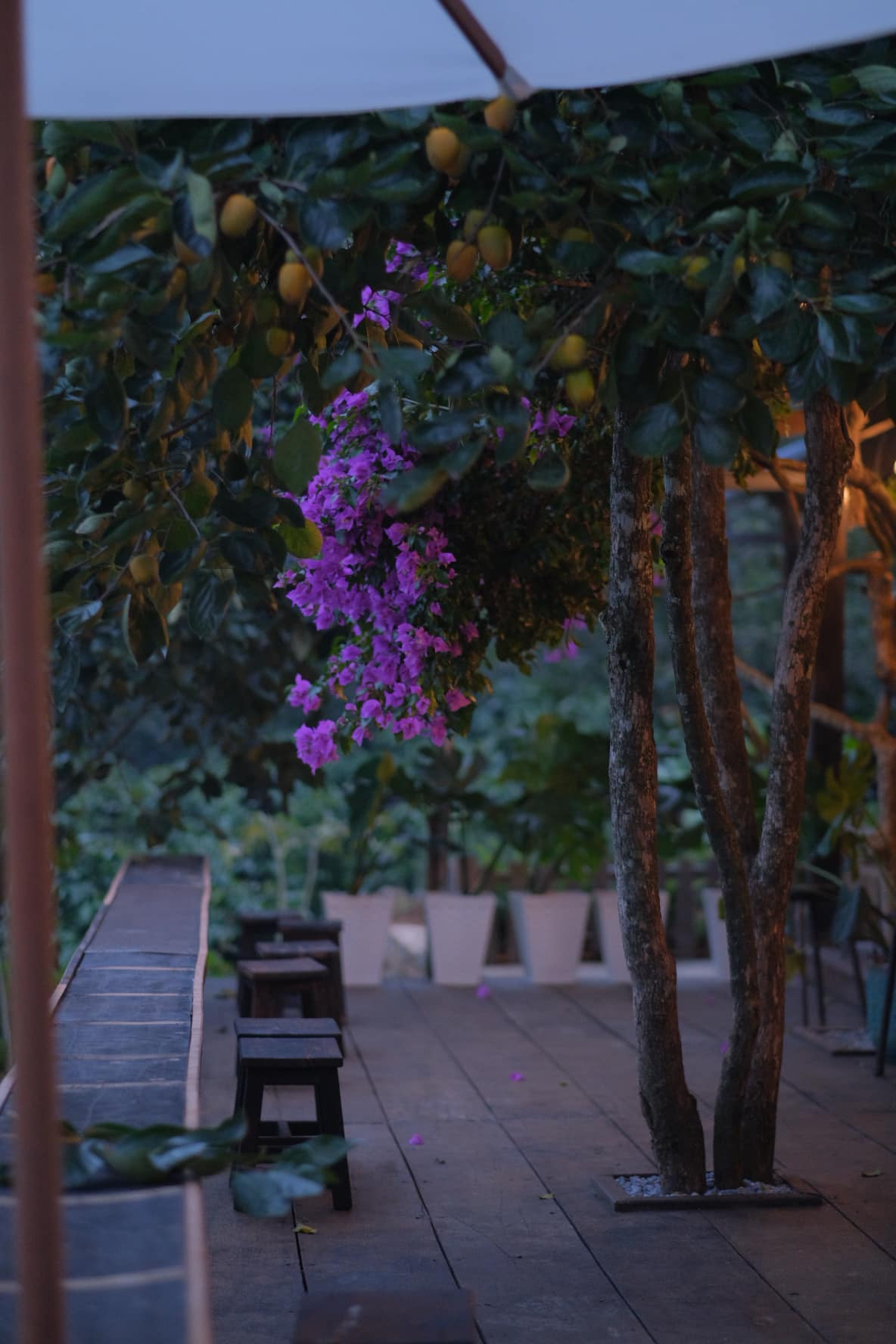 Co gai dung nha go, song giua hoa co, may troi o Da Lat-Hinh-6