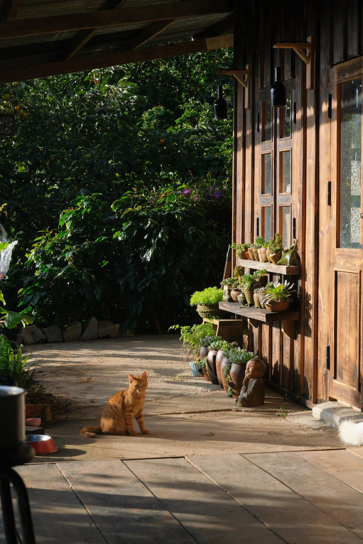 Co gai dung nha go, song giua hoa co, may troi o Da Lat-Hinh-9