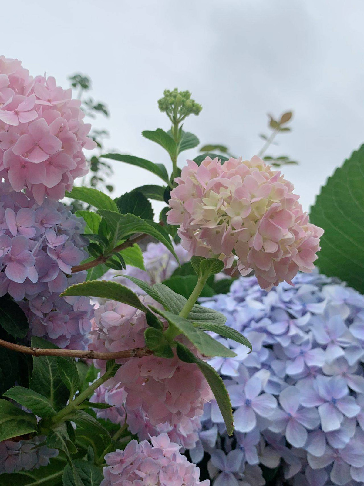 Khu vuon 32m2 cua ba me theo duoi loi song tu nhien-Hinh-5