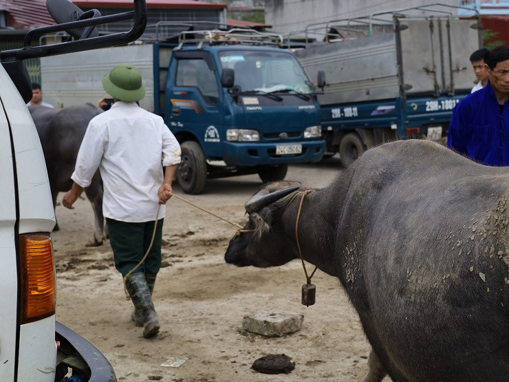 Lý giải về điều này, ông Sử cho biết, những năm trước, giá trâu, bò tăng cao là do phía Trung Quốc nhập với số lượng lớn.