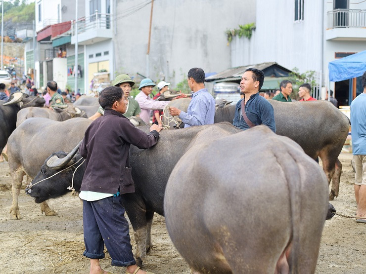 Chợ còn là nơi tập trung của hàng chục thương lái khắp các tỉnh miền Bắc, thậm chí tận Thanh Hóa, Nghệ An về đây, cảnh mua bán diễn ra sôi nổi, tấp nập từ tinh mơ.