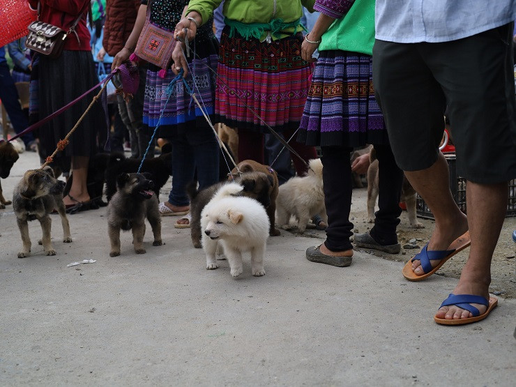 Mỗi chú chó có giá từ 500 nghìn đồng đến 7-8 triệu đồng/con.