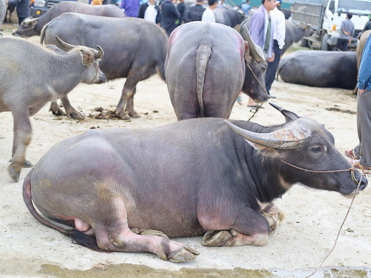 “Năm trước, một con trâu mộng khoảng 3 tạ, đẹp được rao bán với giá từ 60-70 triệu đồng nhưng năm nay chỉ còn từ 30-35 triệu đồng/con. Giá giảm gần một nửa”, ông Sử chia sẻ.