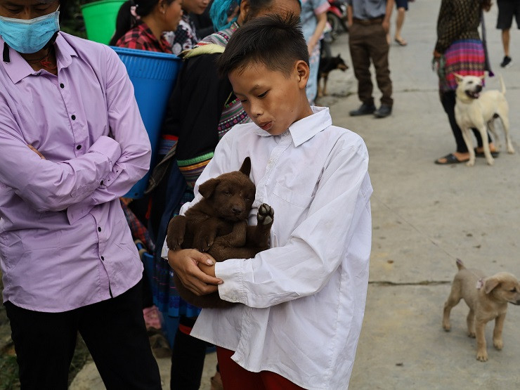 Đặc biệt hơn, tại khu buôn bán gia súc của chợ phiên Bắc Hà, người ta có thể dễ dàng mua được hai loài chó quý của người Mông, đó là chó mông cộc đuôi và chó xù Bắc Hà.