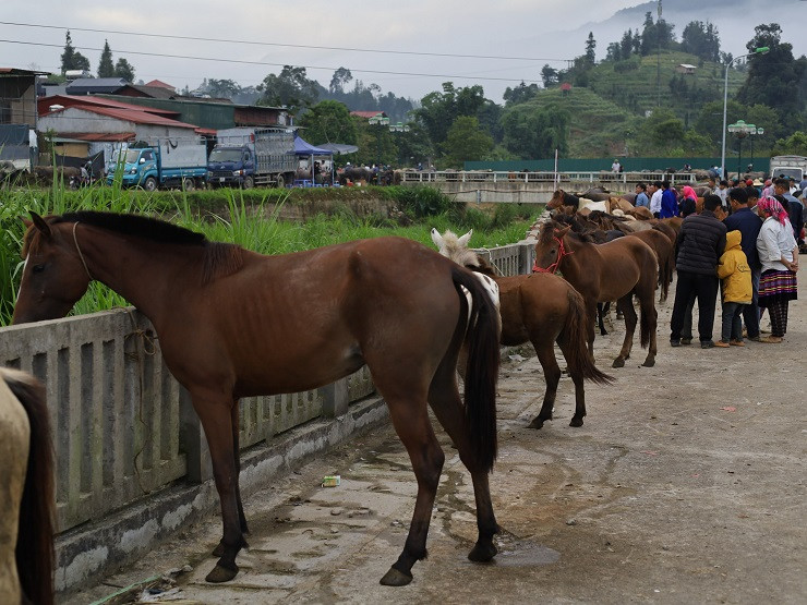 Ngoài mua bán trâu thì ở đây cũng có sự góp mặt của hàng chục con bò, ngựa, chó của dân bản các vùng lân cận mang đến mua bán, trao đổi.