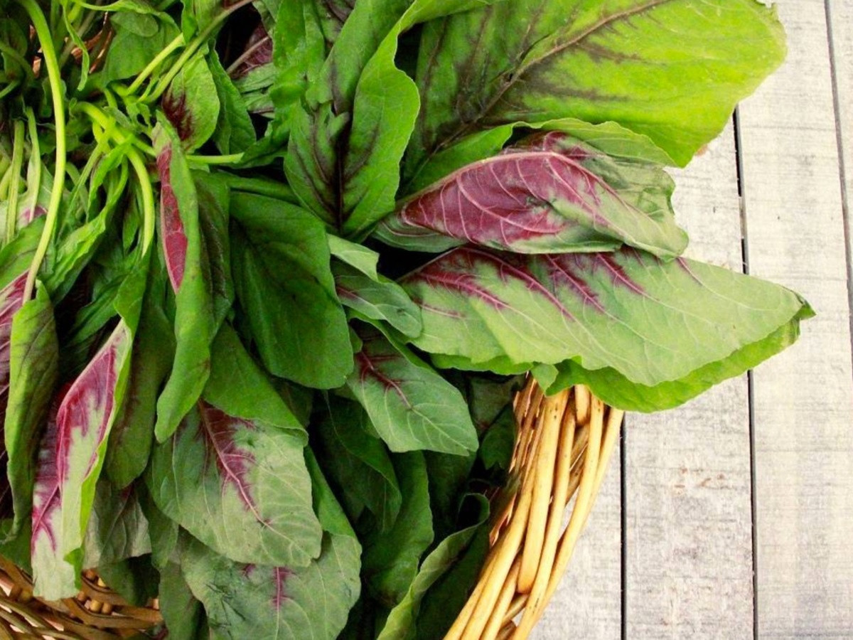 Rau dền: Theo Healthline, dựa trên độ tuổi và giới tính, nhu cầu canxi hàng ngày của cơ thể dao động trong khoảng 360-1.000 mg mỗi ngày đối với phụ nữ lớn tuổi và thanh thiếu niên. Hạt và lá rau dền rất bổ dưỡng với lượng canxi lớn và các khoáng chất như folate, mangan, magiê, phốt pho và sắt. Một bát (246 gram) hạt rau dền nấu chín cung cấp 116 mg canxi. Lá rau dền còn chứa nhiều hơn, khoảng 132 mg. Ảnh: Organicauthority.