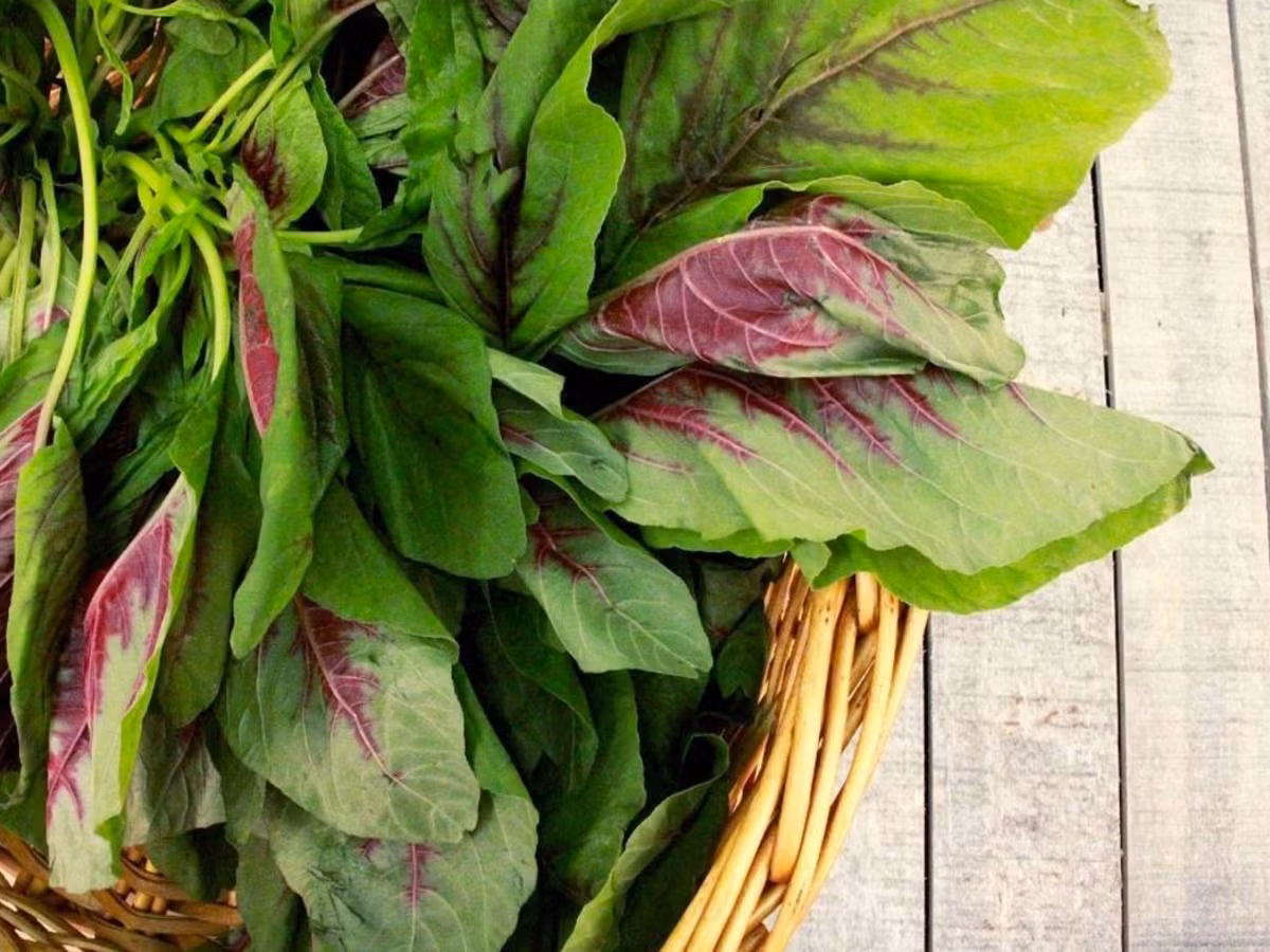 Rau dền: Theo Healthline, dựa trên độ tuổi và giới tính, nhu cầu canxi hàng ngày của cơ thể dao động trong khoảng 360-1.000 mg mỗi ngày đối với phụ nữ lớn tuổi và thanh thiếu niên. Hạt và lá rau dền rất bổ dưỡng với lượng canxi lớn và các khoáng chất như folate, mangan, magiê, phốt pho và sắt. Một bát (246 gram) hạt rau dền nấu chín cung cấp 116 mg canxi. Lá rau dền còn chứa nhiều hơn, khoảng 132 mg. Ảnh: Organicauthority.