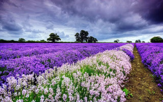 Vì vậy, họ dễ nổi bật trong đám đông. Người có giờ sinh vào khung giờ Mùi có cá tính tương đối mạnh và có khả năng cạnh tranh mạnh mẽ. Họ không chấp nhận mình bị xếp sau hoặc chịu thua người khác.
