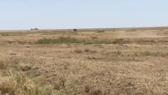 Tưởng chạy thoát sư tử, linh dương vẫn bị bắt gọn Tuong chay thoat su tu, linh duong van bi bat gon